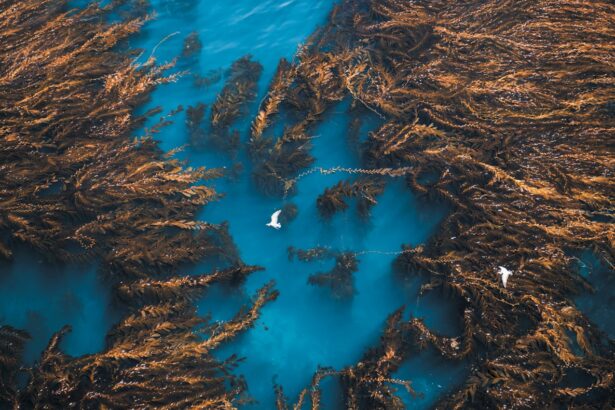 As Oceans Warm, Scientists Fight to Save Lush Kelp Forests
