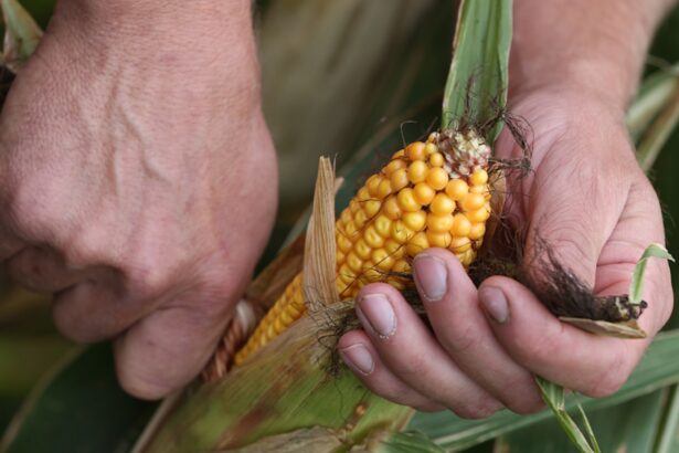 As temperatures rise, the US Corn Belt could see insurance claims soar