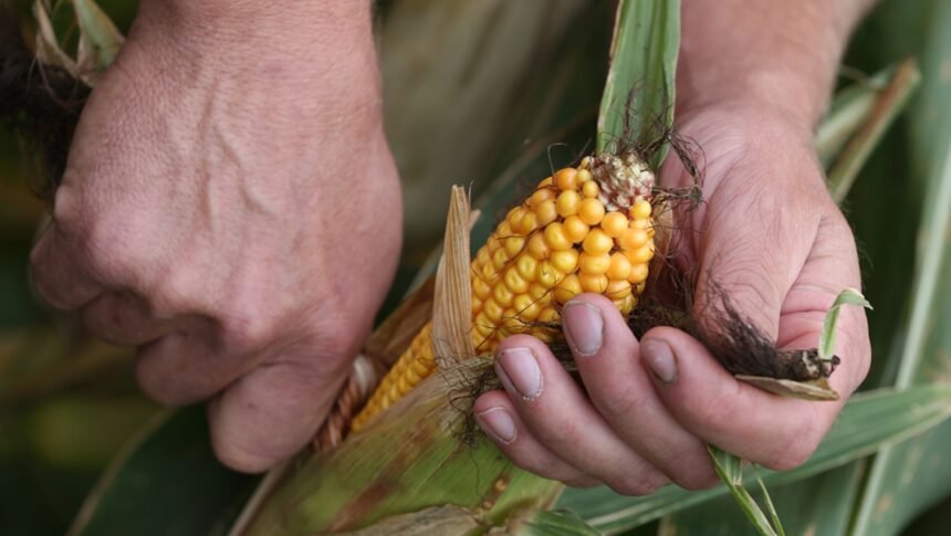 As temperatures rise, the US Corn Belt could see insurance claims soar