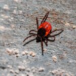 Babesiosis, a Tick-Borne Disease That Resembles Malaria, Is on the Rise
