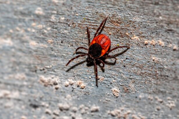 Babesiosis, a Tick-Borne Disease That Resembles Malaria, Is on the Rise