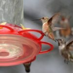Backyard feeders changed the shape of hummingbird beaks, scientists say : NPR