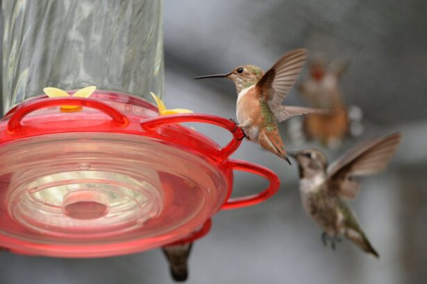 Backyard feeders changed the shape of hummingbird beaks, scientists say : NPR