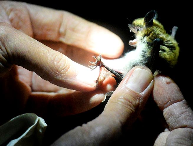 Bat found in Boulder residence tests positive for rabies