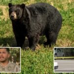 Bear suspected of fatally mauling Fla. homeowner, 89, and pet dog on man’s property