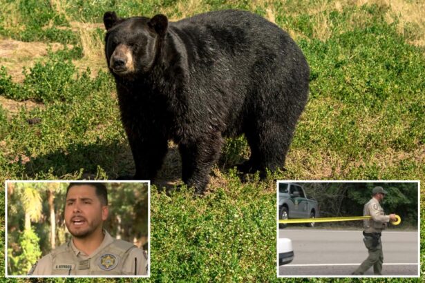 Bear suspected of fatally mauling Fla. homeowner, 89, and pet dog on man’s property