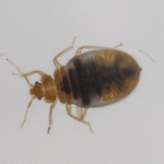 Bed bugs have been bothering humans for 60,000 years