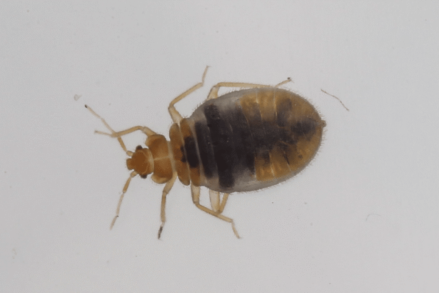 Bed bugs have been bothering humans for 60,000 years