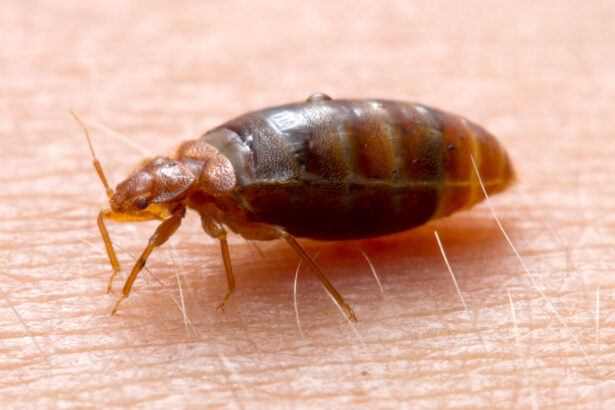 Bedbugs may have been one of the first urban pests