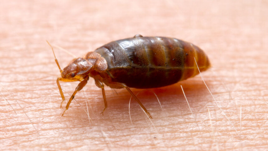 Bedbugs may have been one of the first urban pests