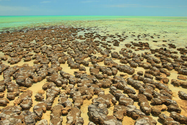 Before altering the air, microbes oxygenated large swaths of the sea