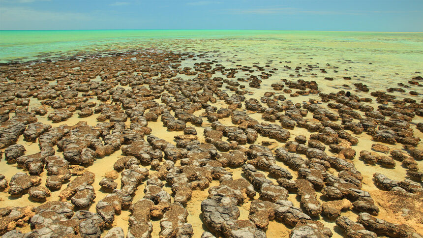 Before altering the air, microbes oxygenated large swaths of the sea