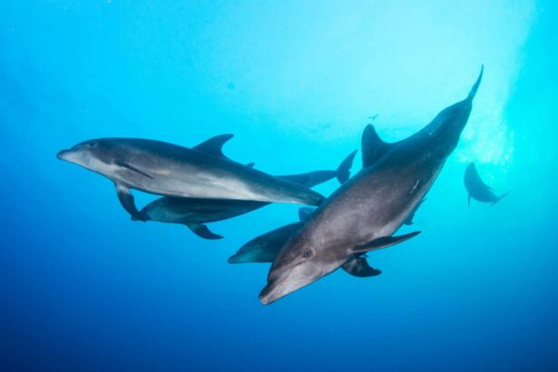 Best evidence yet that dolphin whistles are like a shared language