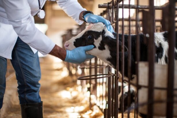 Bird Flu Vaccine for Cows Passes Early Test