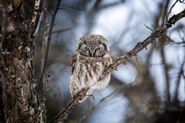 Bird-Watching Is Better When You Unplug