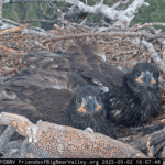 Bittersweet fledge watch begins for bald eagles Sunny and Gizmo