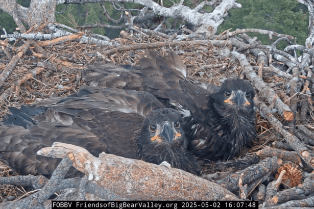 Bittersweet fledge watch begins for bald eagles Sunny and Gizmo