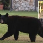 Black bear kills Florida man, dog in state’s second mauling of 2025