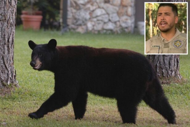 Black bear kills Florida man, dog in state’s second mauling of 2025