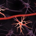Blood-Brain Barrier ‘Guardian’ Shows Promise Against Alzheimer’s : ScienceAlert