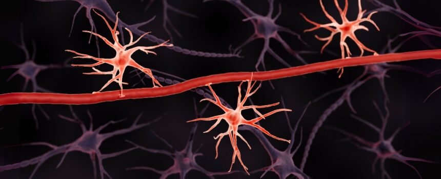 Blood-Brain Barrier ‘Guardian’ Shows Promise Against Alzheimer’s : ScienceAlert