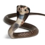 Blood of Man Who’s Had 200 Snakebites Helps Make a Potent Antivenom