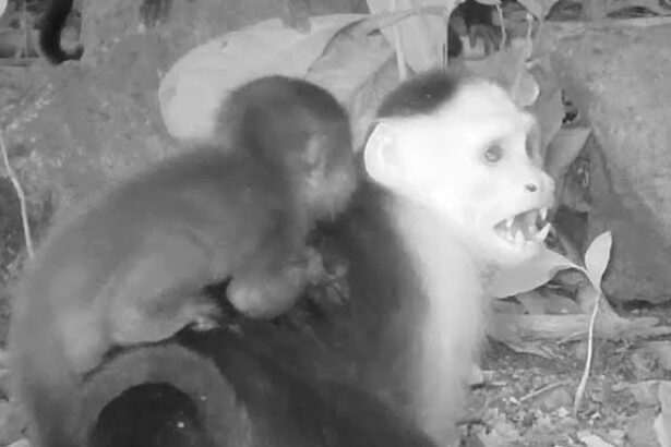 Bored Capuchin Monkeys Are Kidnapping Howler Babies in Weird New ‘Trend’ : ScienceAlert
