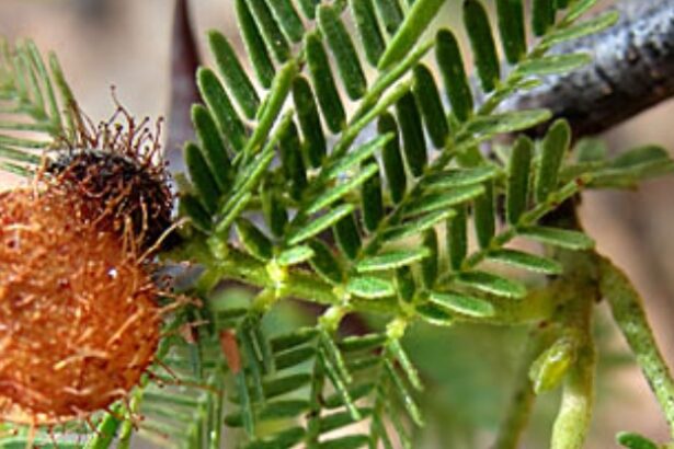 Brazilian Psychedelic Plant Emerges as Potential Depression Treatment : ScienceAlert