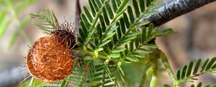 Brazilian Psychedelic Plant Emerges as Potential Depression Treatment : ScienceAlert