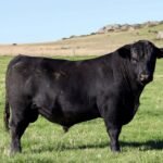 Bulls fetch top prices on-farm and online