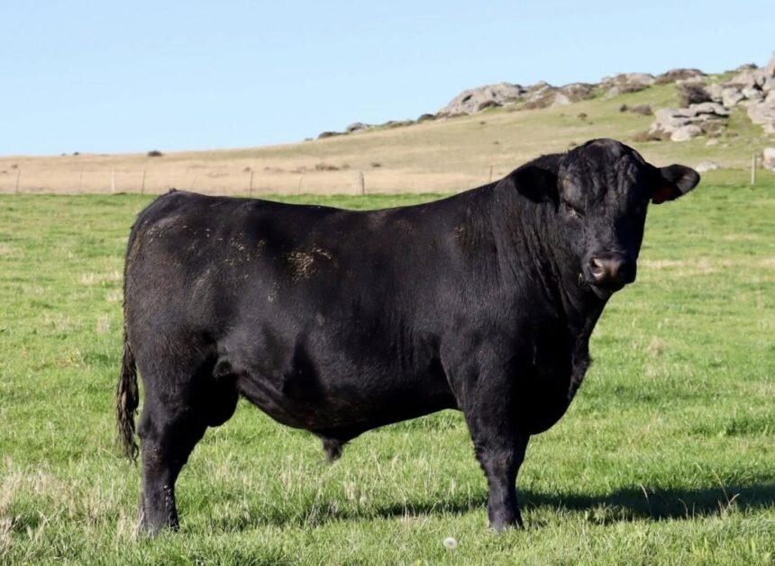 Bulls fetch top prices on-farm and online