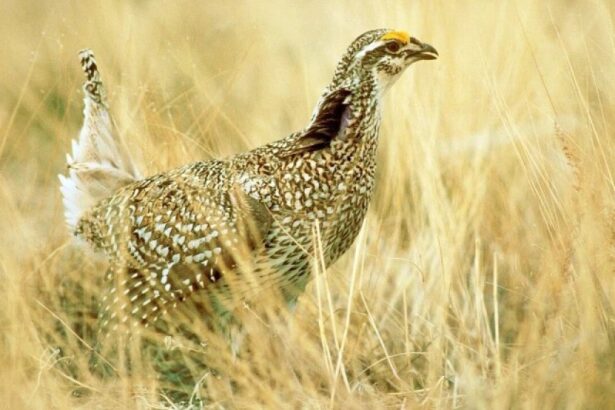 CPW looking for rare Plains Sharp-Tailed Grouse near Roxborough