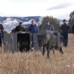 CPW staff kill gray wolf linked to livestock attacks on Western Slope