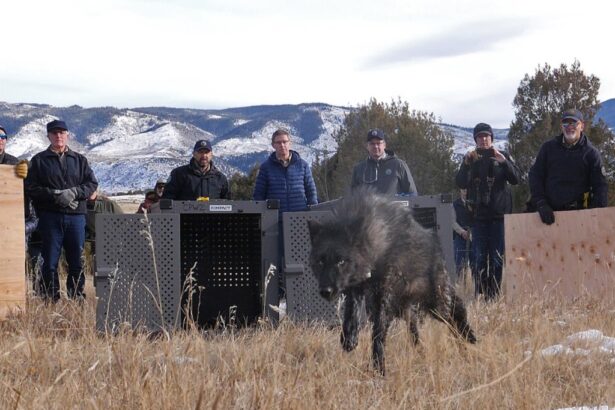 CPW staff kill gray wolf linked to livestock attacks on Western Slope