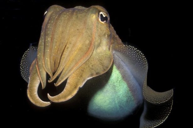 Cephalopods Passed a Cognitive Test Designed For Human Children : ScienceAlert