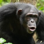 Chimp chatter is a lot more like human language than previously thought