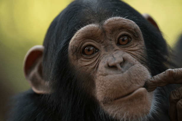 Chimpanzees can keep a rhythmic beat