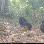 Chimps go wild on boozy fruit
