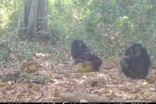 Chimps go wild on boozy fruit