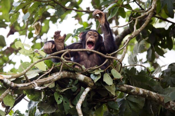 Chimps share ‘building blocks of musical rhythm’ with humans