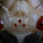 Cicada Season Is Here! | JS Impact