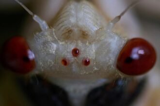 Cicada Season Is Here! | JS Impact