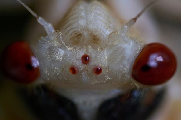 Cicada Season Is Here! | JS Impact