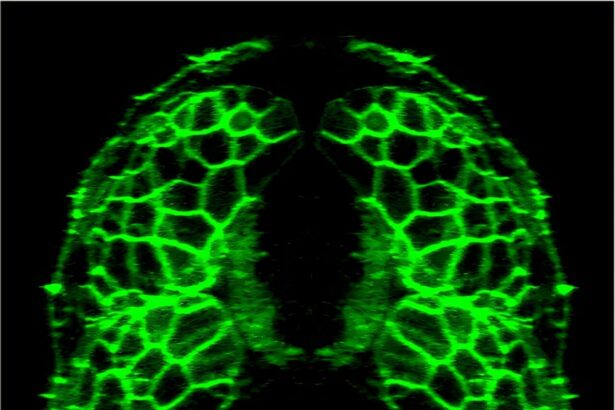 Circadian clocks are key to muscle health and accelerated aging in shift workers, study suggests