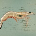 Climate change and foreign imports hurting US shrimp market.