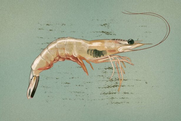 Climate change and foreign imports hurting US shrimp market.