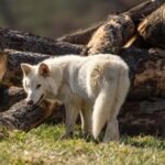 Colossal scientist now admits they haven’t really made dire wolves