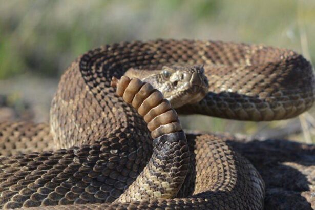 Commerce City police help wrangle rattlesnake found in driveway