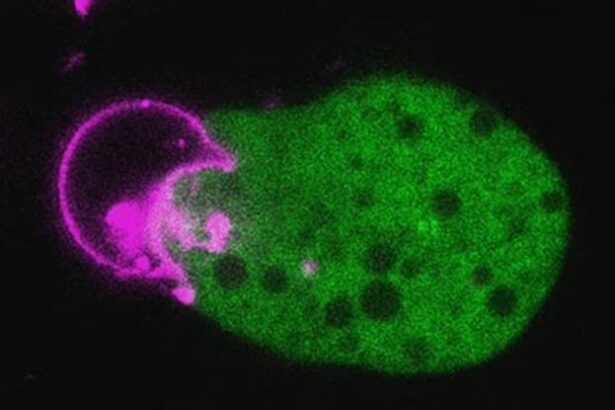 Common Parasite Rips The Face From Your Cells to Wear as a Disguise : ScienceAlert
