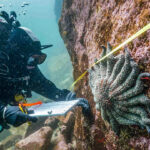 Cool water could protect sea stars from a mysterious disease